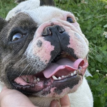 chien Bouledogue francais Caille choco merle DOLY Miss Bullz, élevage Bulldog Anglais et Français