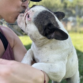 chien Bouledogue francais Caille choco merle DOLY Miss Bullz, élevage Bulldog Anglais et Français