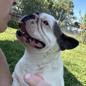 chien Bouledogue francais Caille choco merle DOLY Miss Bullz, élevage Bulldog Anglais et Français