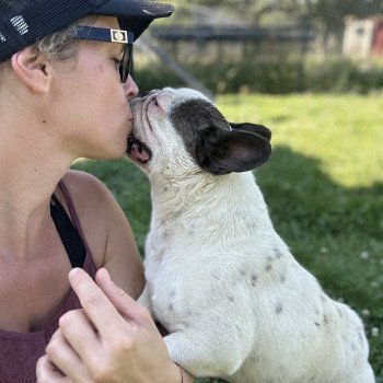 chien Bouledogue francais Caille choco merle DOLY Miss Bullz, élevage Bulldog Anglais et Français