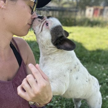 chien Bouledogue francais Caille choco merle DOLY Miss Bullz, élevage Bulldog Anglais et Français