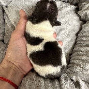 chiot Bouledogue francais caille noire et blanche Heartie Miss Bullz, élevage Bulldog Anglais et Français