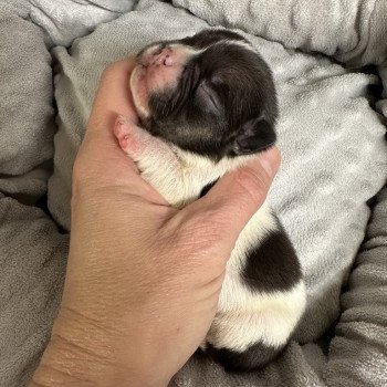 chiot Bouledogue francais caille noire et blanche Heartie Miss Bullz, élevage Bulldog Anglais et Français