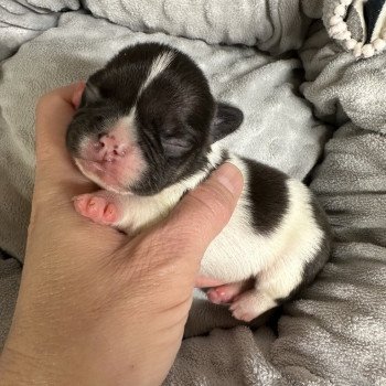 chiot Bouledogue francais caille noire et blanche Heartie Miss Bullz, élevage Bulldog Anglais et Français