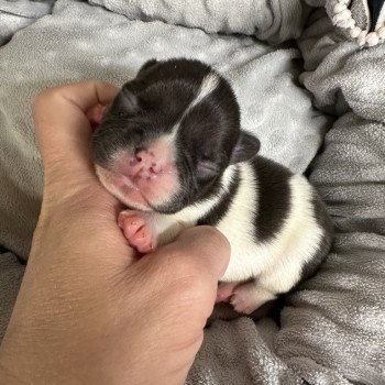 chiot Bouledogue francais caille noire et blanche Heartie Miss Bullz, élevage Bulldog Anglais et Français