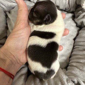 chiot Bouledogue francais caille noire et blanche Heartie Miss Bullz, élevage Bulldog Anglais et Français