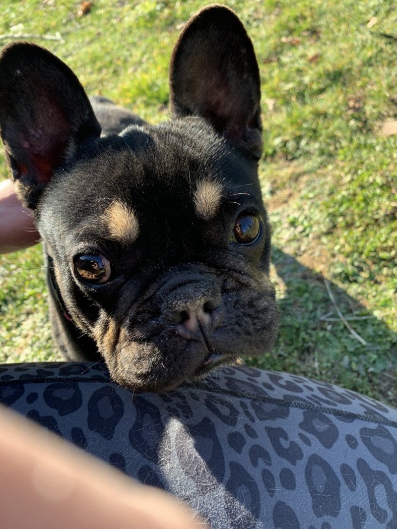 Leeloo Femelle Bouledogue francais