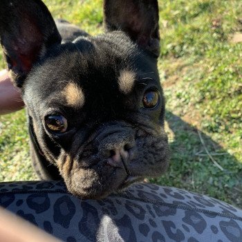 chien Bouledogue francais Black et Tan Leeloo Miss Bullz, élevage Bulldog Anglais