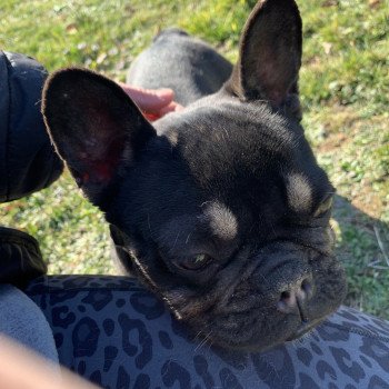 chien Bouledogue francais Black et Tan Leeloo Miss Bullz, élevage Bulldog Anglais