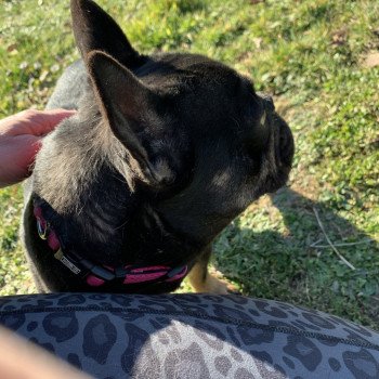 chien Bouledogue francais Black et Tan Leeloo Miss Bullz, élevage Bulldog Anglais