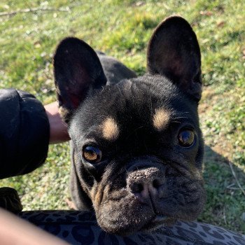 chien Bouledogue francais Black et Tan Leeloo Miss Bullz, élevage Bulldog Anglais