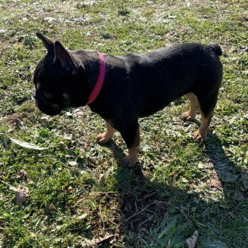 chien Bouledogue francais Black et Tan Leeloo Miss Bullz, élevage Bulldog Anglais