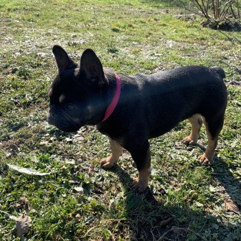 chien Bouledogue francais Black et Tan Leeloo Miss Bullz, élevage Bulldog Anglais