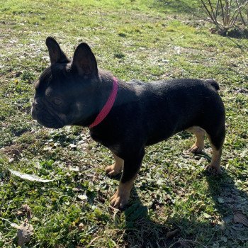 chien Bouledogue francais Black et Tan Leeloo Miss Bullz, élevage Bulldog Anglais