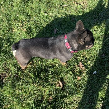 chien Bouledogue francais Black et Tan Leeloo Miss Bullz, élevage Bulldog Anglais