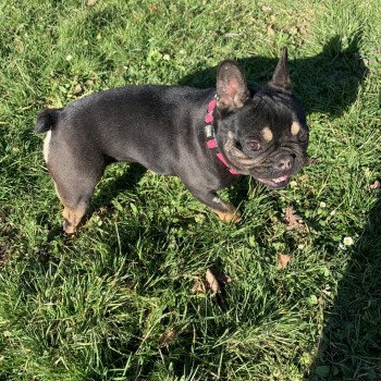 chien Bouledogue francais Black et Tan Leeloo Miss Bullz, élevage Bulldog Anglais