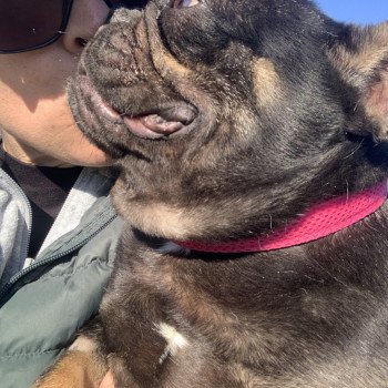 chien Bouledogue francais Black et Tan Leeloo Miss Bullz, élevage Bulldog Anglais