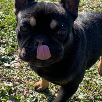 chien Bouledogue francais Black et Tan Leeloo Miss Bullz, élevage Bulldog Anglais