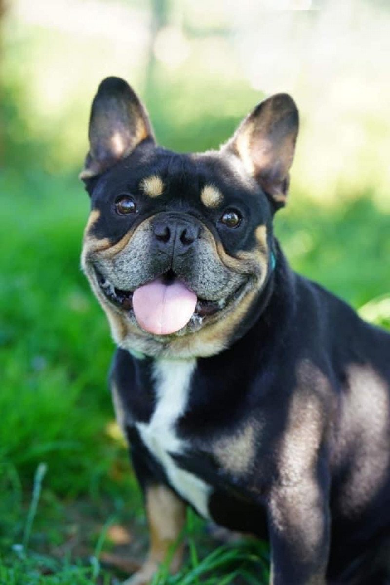 LENNOX Mâle Bouledogue francais