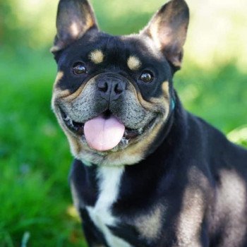 chien Bouledogue francais Black et Tan LENNOX Miss Bullz, élevage Bulldog Anglais