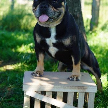 chien Bouledogue francais Black et Tan LENNOX Miss Bullz, élevage Bulldog Anglais