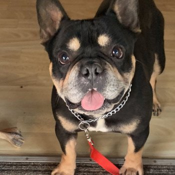 chien Bouledogue francais Black et Tan LENNOX Miss Bullz, élevage Bulldog Anglais