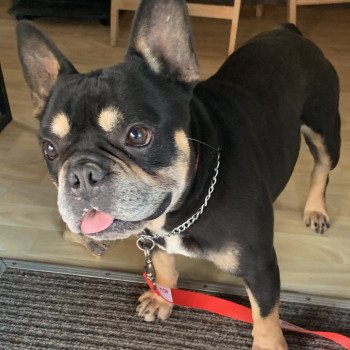 chien Bouledogue francais Black et Tan LENNOX Miss Bullz, élevage Bulldog Anglais