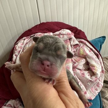 chiot Bouledogue francais Bleu et Tan Lova Miss Bullz, élevage Bulldog Anglais et Français