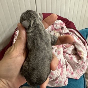 chiot Bouledogue francais Bleu et Tan Lova Miss Bullz, élevage Bulldog Anglais et Français