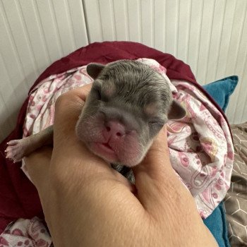 chiot Bouledogue francais Bleu et Tan Lova Miss Bullz, élevage Bulldog Anglais et Français