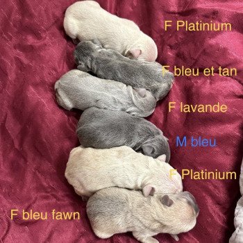 chiot Bouledogue francais Bleu et Tan Lova Miss Bullz, élevage Bulldog Anglais et Français