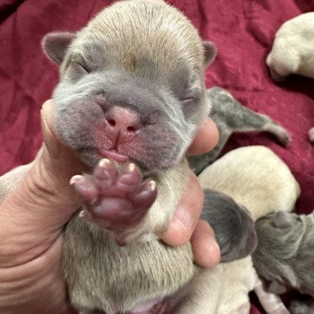 chiot Bouledogue francais bleu fawn Mia Miss Bullz, élevage Bulldog Anglais et Français