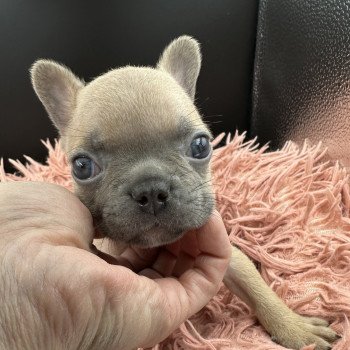 chiot Bouledogue francais bleu fawn Lova Miss Bullz, élevage Bulldog Anglais et Français