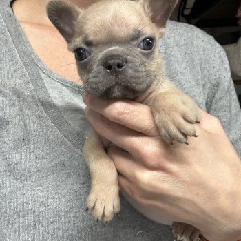 chiot Bouledogue francais bleu fawn Lova Miss Bullz, élevage Bulldog Anglais et Français