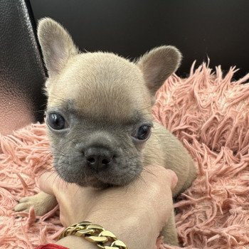 chiot Bouledogue francais bleu fawn Lova Miss Bullz, élevage Bulldog Anglais et Français