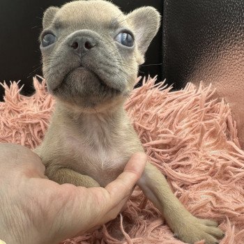 chiot Bouledogue francais bleu fawn Lova Miss Bullz, élevage Bulldog Anglais et Français