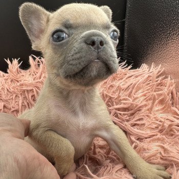 chiot Bouledogue francais bleu fawn Lova Miss Bullz, élevage Bulldog Anglais et Français