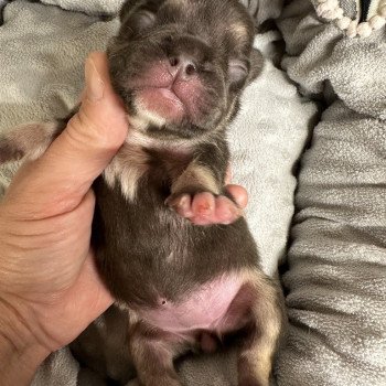 chiot Bouledogue francais chocolat et tan Mila Miss Bullz, élevage Bulldog Anglais et Français