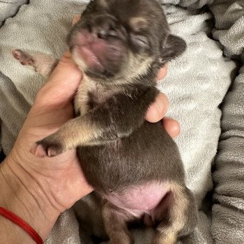 chiot Bouledogue francais chocolat et tan Mila Miss Bullz, élevage Bulldog Anglais et Français