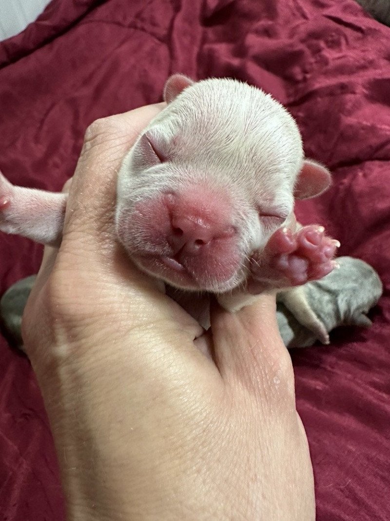 Princesse Miss Bullz Femelle Bouledogue francais Princesse Miss Bullz Femelle Bouledogue francais