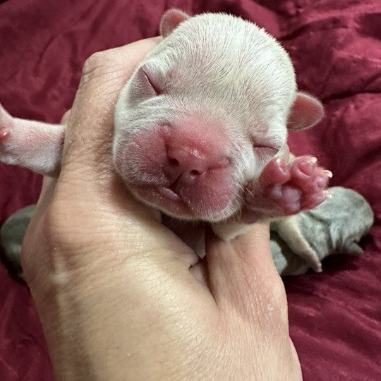Princesse Miss Bullz Femelle Bouledogue francais