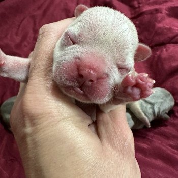 chiot Bouledogue francais Platinium Princesse Miss Bullz, élevage Bulldog Anglais et Français