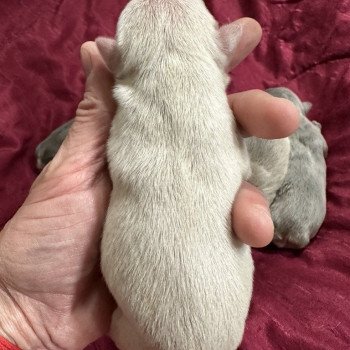 chiot Bouledogue francais Platinium Princesse Miss Bullz, élevage Bulldog Anglais et Français