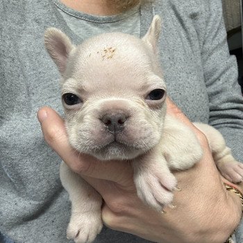 chiot Bouledogue francais Platinium Princesse Miss Bullz, élevage Bulldog Anglais et Français