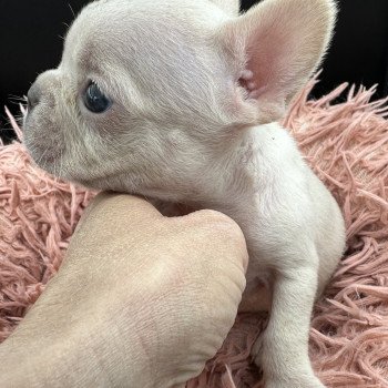 chiot Bouledogue francais Platinium Princesse Miss Bullz, élevage Bulldog Anglais et Français