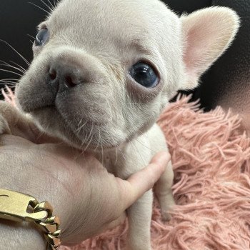 chiot Bouledogue francais Platinium Princesse Miss Bullz, élevage Bulldog Anglais et Français