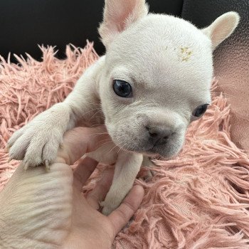 chiot Bouledogue francais Platinium Princesse Miss Bullz, élevage Bulldog Anglais et Français