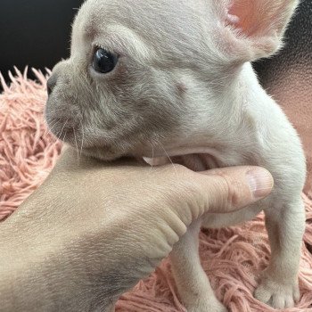 chiot Bouledogue francais Platinium Princesse Miss Bullz, élevage Bulldog Anglais et Français