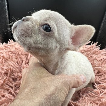 chiot Bouledogue francais Platinium Princesse Miss Bullz, élevage Bulldog Anglais et Français