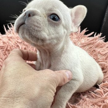 chiot Bouledogue francais Platinium Princesse Miss Bullz, élevage Bulldog Anglais et Français